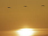 Three Northern Gannets (Morus bassanus) soar over the sunrise off the coast of Flamborough, UK.