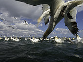 Northern Gannet (Morus bassanus) dives for food off the coast of Flamborough, UK.