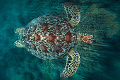 Tortue verte (Chelonia mydas) nageant à toute vitesse dans le lagon de Mayotte.