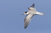 Whiskered Tern (Chlidonias hybrida), first winter individual in flight, Dhofar, Oman