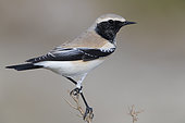 Desert Wheatear (Oenanthe deserti), adult perched on the top of a bush, Dhofar, Oman