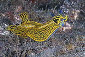 Nudibranch (Hypselodoris picta webbi). Marine invertebrates of the Canary Islands, Tenerife.
