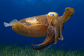 Cuttlefish (Sepia officinalis). Marine invertebrates of the Canary Islands, Tenerife.