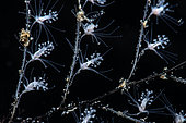 Colonies of hydrozoans. Underwater backgrounds of the Canary Islands, Tenerife.
