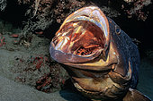 Canary fish. Dusky grouper (Epinephelus marginatus). Lanzarote. Canary Islands.