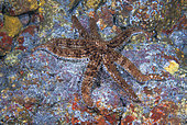 Blue starfish (Coscinasterias tenuispina). Marine invertebrates of the Canary Islands, Tenerife.