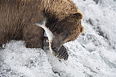Grizzly bear (Ursus arctos horribilis) catching Salmon, Brooks Falls, Katmai National Park, Alaska, USA