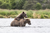 Grizzly bear (Ursus arctos horribilis) two subadults standing in river, Brooks River, Katmai National Park, Alaska, USA