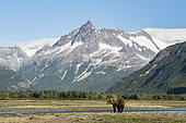 Grizzly bear (Ursus arctos horribilis) in front of mountains, Katmai National Park, Alaska, USA