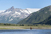 Grizzly bear (Ursus arctos horribilis) sitting in front of mountains, Katmai National Park, Alaska, USA