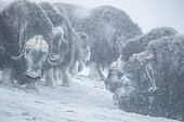 Musk Ox (Ovibos moschatus), bulls in snowstorm, winter, Dovrefjell-Sunndalsfjella-Nationalpark, Norway