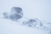 Musk Ox (Ovibos moschatus), in snowstorm, winter, Dovrefjell-Sunndalsfjella-Nationalpark, Norway