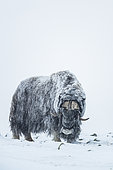 Musk Ox (Ovibos moschatus), bull in winter, Dovrefjell-Sunndalsfjella-Nationalpark, Norway