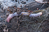 Earthworm (Allolobophora rosea rosea) in a strain, determined by the clitellum between segments 26 and 31 as well as pink head followed by a white zone and flattened clitellum, Lorraine, France