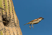 House sparrow (Passer domesticus), male, flying from nest in saguaro cactus, Sonoran desert Arizona, a species introduced to North America from Eurasia, has become a pest in many areas, such as in Arizona where it competes with native birds for nesting cavities in saguaros