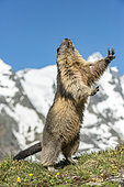 Alpine marmot ( Marmota marmota), standing in front of a mountain, National Park Hohe Tauern, Austria