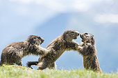 Alpine marmot ( Marmota marmota), three subadult play fighting, National Park Hohe Tauern, Austria
