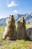 Alpine marmot ( Marmota marmota), standing in front of mountains, Wideangle, National Park Hohe Tauern, Austria