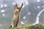 Alpine marmot ( Marmota marmota), standing, National Park Hohe Tauern, Austria