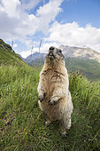 Alpine marmot ( Marmota marmota), curious, National Park Hohe Tauern, Austria