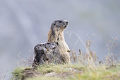 Alpine marmot ( Marmota marmota), adult with two young, National Park Hohe Tauern, Austria