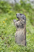 Alpine marmot ( Marmota marmota), National Park Hohe Tauern, Austria