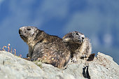 Alpine marmot ( Marmota marmota), National Park Hohe Tauern, Austria