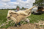 farmer checking the sheep fleece, England