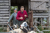 Farmers checking sheep, England