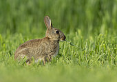 Rabbit (Oryctolagus cuniculus) standing amongst wheat, England