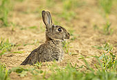 Rabbit (Oryctolagus cuniculus) coming out of his burrow, England
