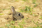 Rabbit (Oryctolagus cuniculus) coming out of his burrow, England
