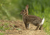 Rabbit (Oryctolagus cuniculus) amongst wheat, England