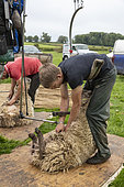 Shearer shearing sheep, England