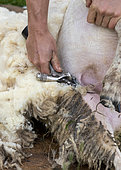 Shearer shearing sheep, England