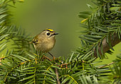 Goldcrest (Regulus regulus) perched in a yew tree (Taxus baccata), England