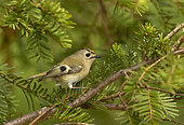 Goldcrest (Regulus regulus) perched in a yew tree (Taxus baccata), England
