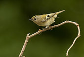 Goldcrest (Regulus regulus) perched in a yew tree (Taxus baccata), England
