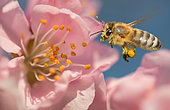 Honeybee (Apis mellifera) on Almond blossom (Prunus dulcis), Regional Natural Park of Northern Vosges, France