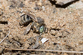 White-cheeked Banded-Digger (Amegilla albigena) female digging her gallery, Pornic, Pays de Loire, France