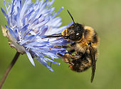 Fork-tailed Flower-bee (Anthophora furcata) on Sheep's-bit (Jasione montana), Regional Natural Park of Northern Vosges, France
