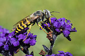 Sand wasp (Bembix oculata) on Garden heliotrope (Heliotropium arborescens), Pays de Loire, France