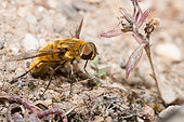 Bee-fly (Villa hottentotta) laying eggs, Pornic, Pays de Loire, France