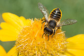 Megachile (Megachile willughbiella) female on Common Gaillardia (Gaillardia aristata), Pays de Loire, France