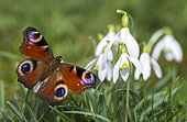 Peacock of the day (Aglais io) on Snowdrops (Galanthus nivalis), sunbath after hibernation, Regional Natural Park of Northern Vosges, France