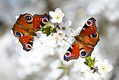 Camberwell Beauty (Aglais io) on Prunellier (Prunus spinosa, Regional Natural Park of Northern Vosges, France