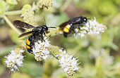 Hairy Flower Wasp (Scolia hirta) on Spearmint (Mentha spicata), Pays de Loire, France