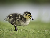 A Mallard (Anas platyrhynchos) duckling in the Peak District National Park, UK.