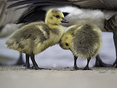 Canada Goose (Branta canadensis) two Canada Goslings in the Peak District National Park, UK.