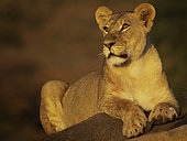A Lioness (Panthera leao) in the early morning sun in Hwange National Park, Zimbabwe.